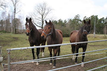 Image showing Ride-horses