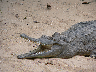 Image showing australian freshwater crocodile