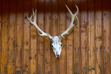 Image showing Deer Skull