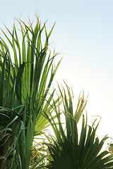 Image showing tropical palm tree