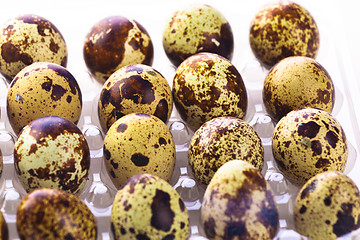 Image showing Quail eggs