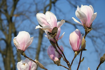 Image showing Magnolia Soulangiana