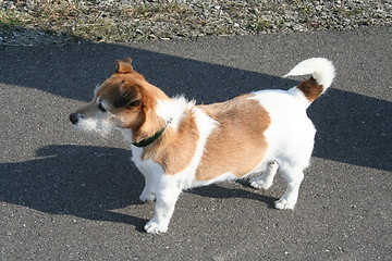Image showing Jack Russel terrier
