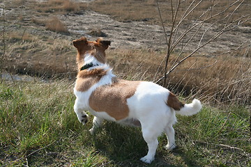 Image showing Jack Russel terrier