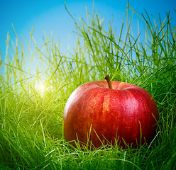 Image showing Apple on the grass