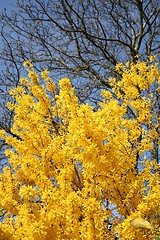 Image showing Forsythia