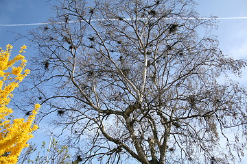 Image showing Bird´s nest