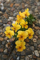 Image showing Self-sown of  pansies