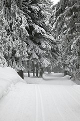 Image showing Winter Forest