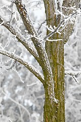 Image showing Winter tree