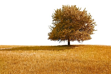 Image showing Autumn Tree