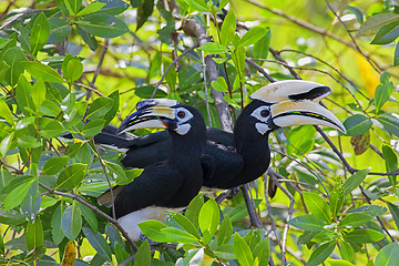 Image showing Oriental Pied Hornbill