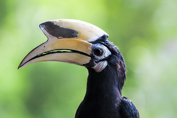 Image showing Oriental Pied Hornbill