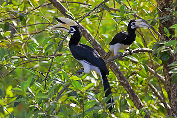 Image showing Oriental Pied Hornbill