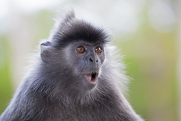 Image showing Silver Leaf Monkey