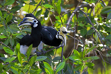 Image showing Oriental Pied Hornbill