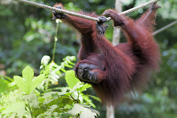 Image showing Borneo Orangutan