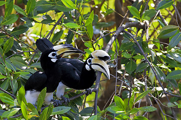 Image showing Oriental Pied Hornbill