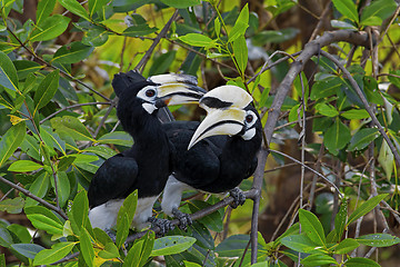 Image showing Oriental Pied Hornbill