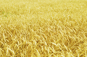 Image showing wheat field