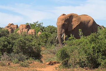 Image showing Elephants