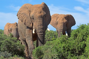 Image showing Emerging Elephants