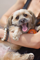 Image showing happy young woman with puppy have fun