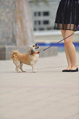 Image showing happy young woman with puppy have fun