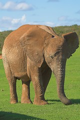 Image showing Juvenile Elephant