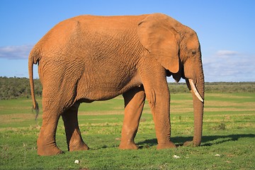 Image showing Elephant