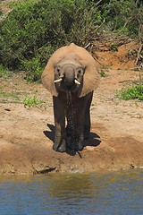 Image showing Thirsty Elephant