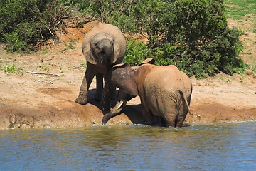 Image showing Elephants