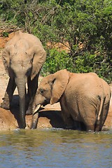 Image showing Elephants