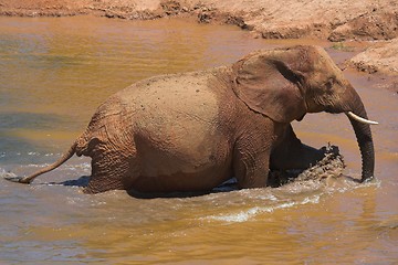 Image showing Elephant bath