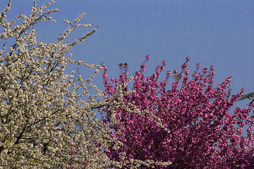 Image showing Blossoms