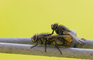 Image showing Mating flys