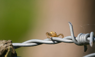 Image showing Hunter spider