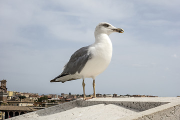 Image showing  yellow legged-gull