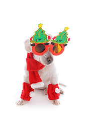 Image showing Dog celebrates Christmas