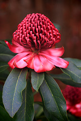 Image showing Spectacular Waratah flowering in the garden