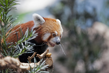 Image showing Red Panda