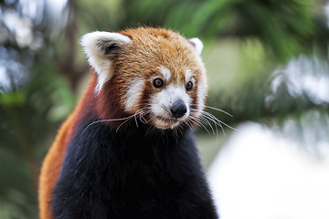 Image showing Red Panda