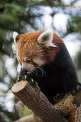 Image showing Red Panda