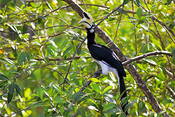 Image showing Oriental Pied Hornbill