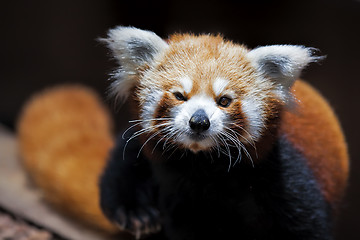 Image showing Red Panda