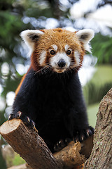 Image showing Red Panda