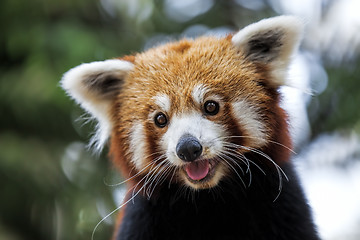 Image showing Red Panda