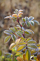 Image showing Hoarfrost on a dogrose branch