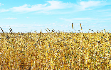 Image showing wheat field