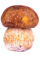 Image showing Porcini Mushroom